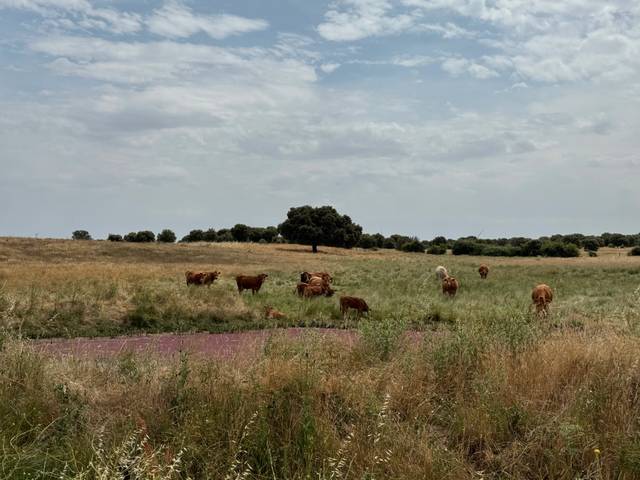Terreno en Venta en Plaza Plaza, 2 en Añover de Tormes