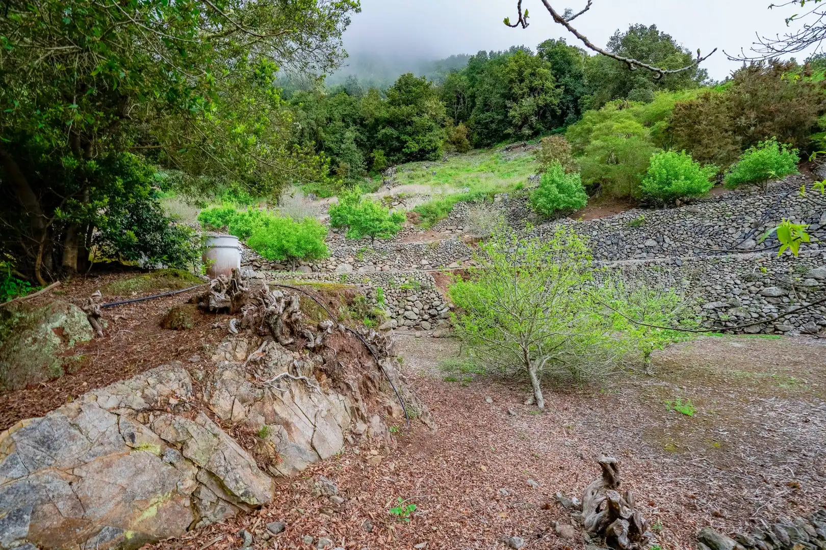 Finca rústica en venda a Calle Calle El Cedro, 52, Hermigua