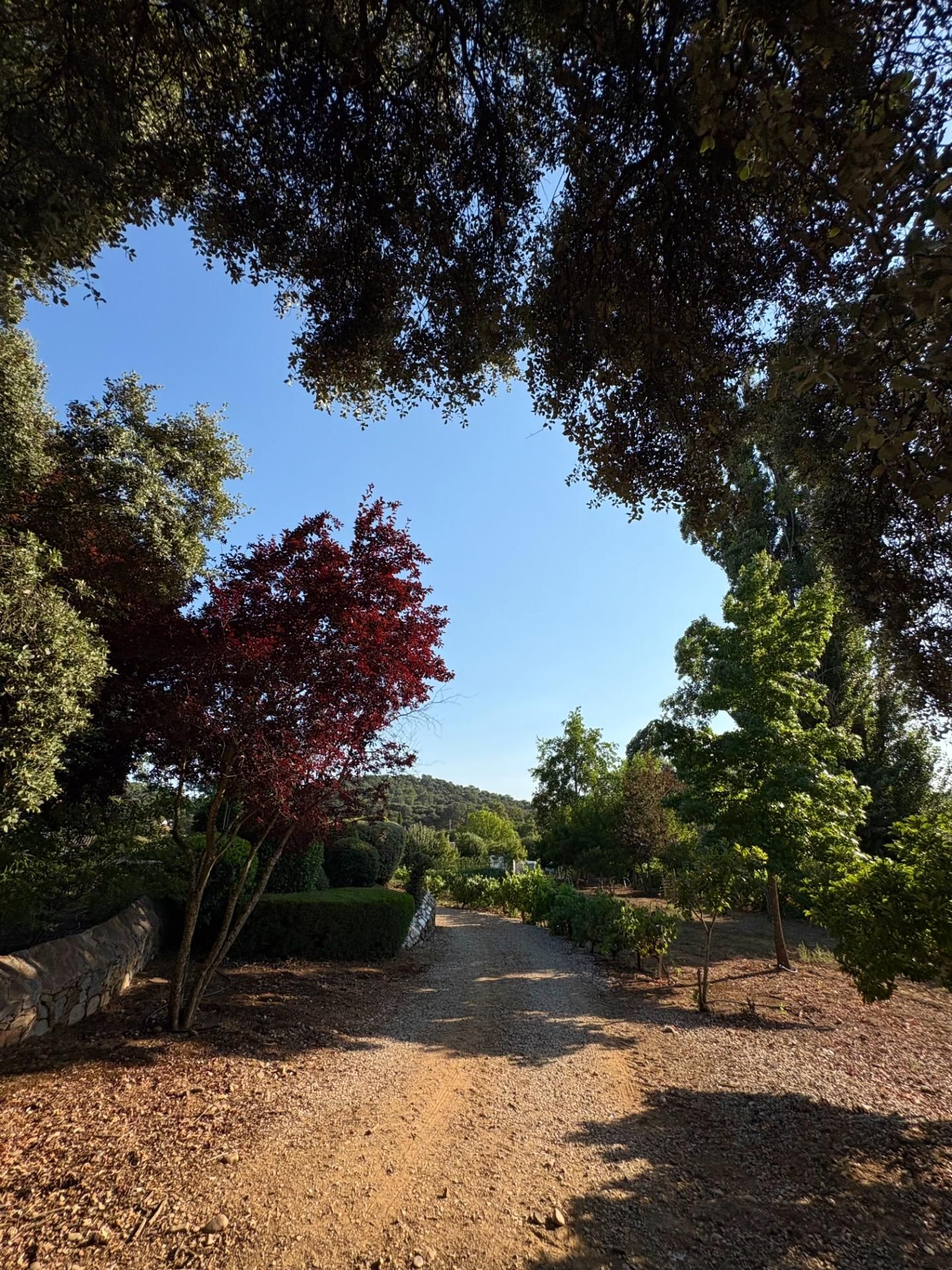 Garden of House or chalet for sale in Constantina  with Private garden, Parquet flooring and Swimming Pool