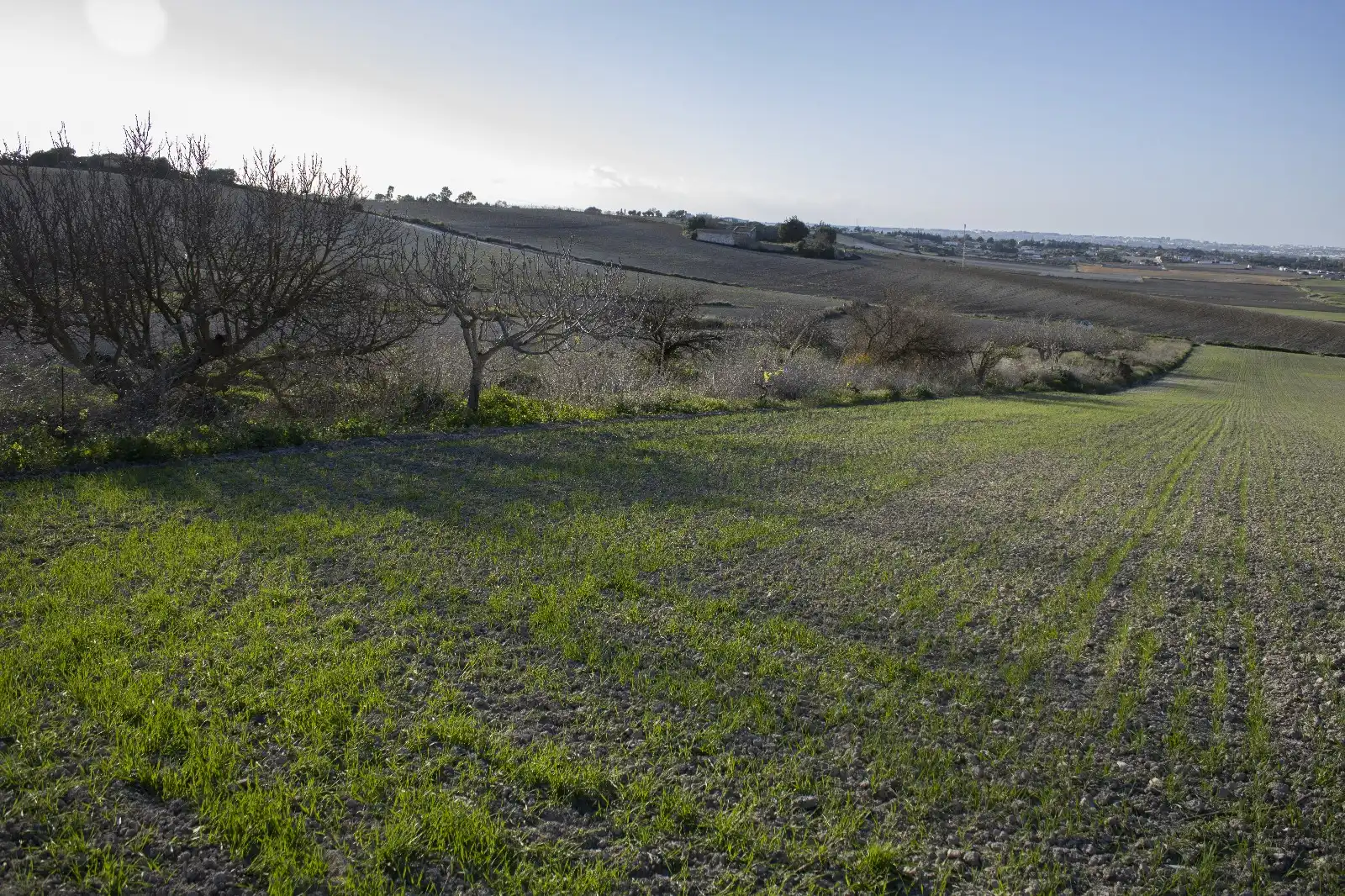 Rural land for sale in Los Franceses – La Vega, imagen 9