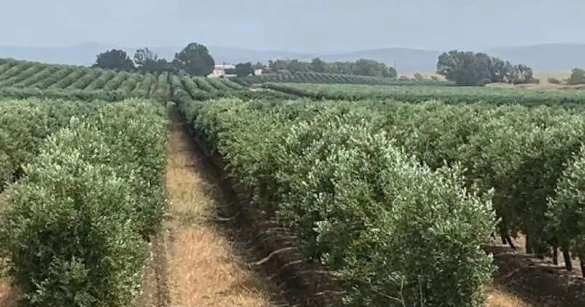 Terreno rustico in vendita a Campo de Criptana, imagen 3