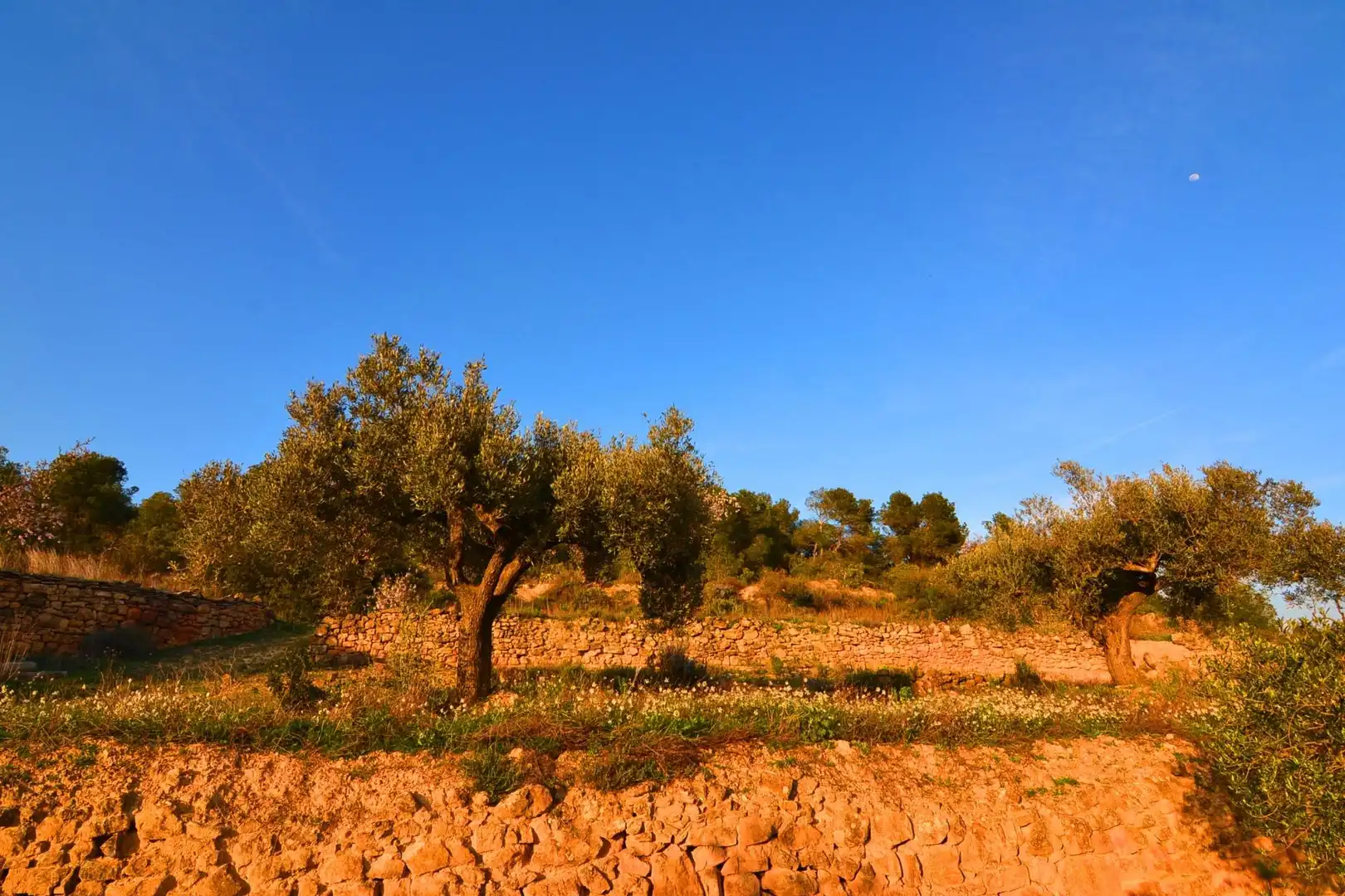 Rural land for sale in Corbera d'Ebre, imagen 83