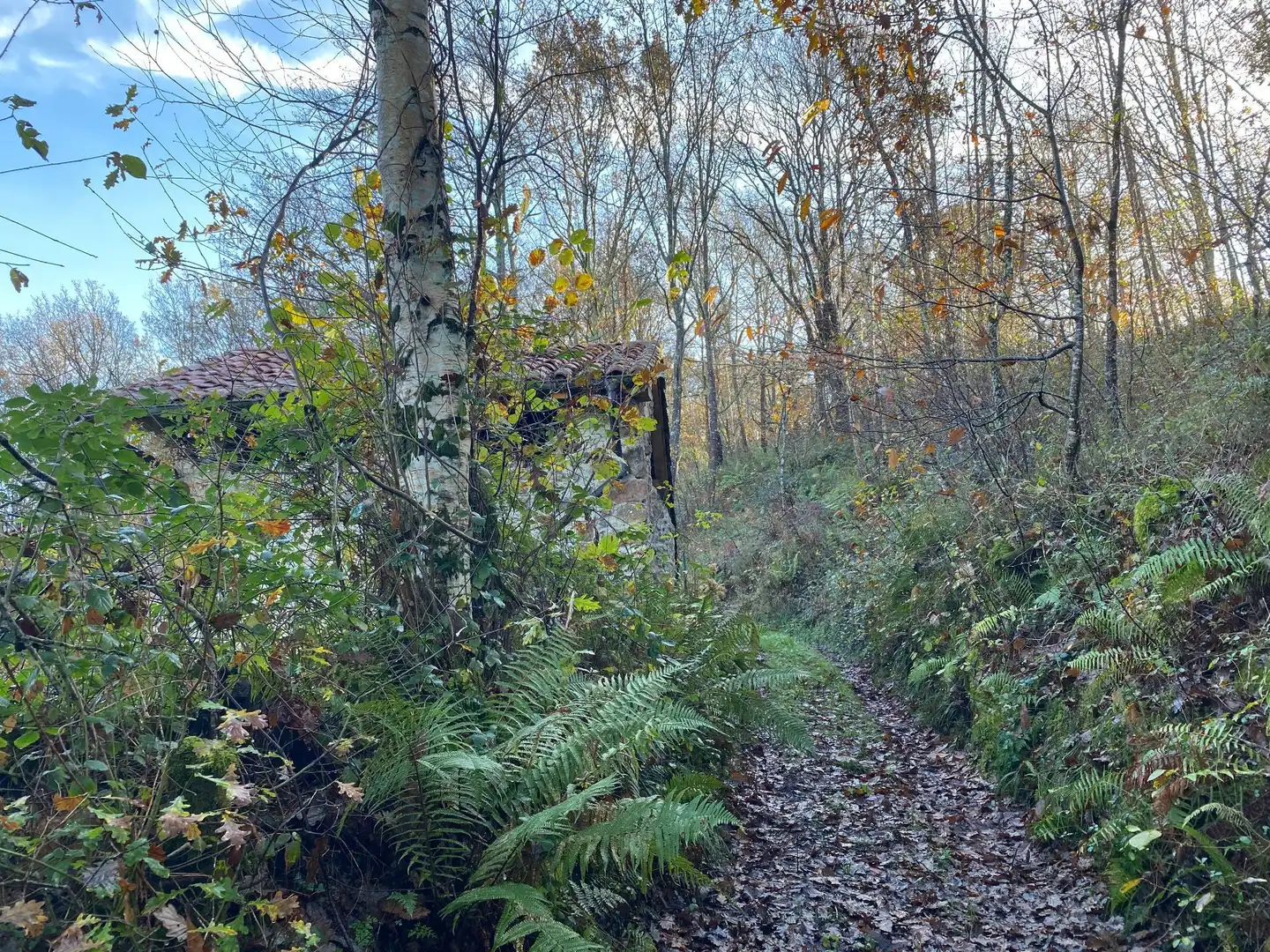 Terreno rustico in vendita a Cangas de Onís, imagen 18