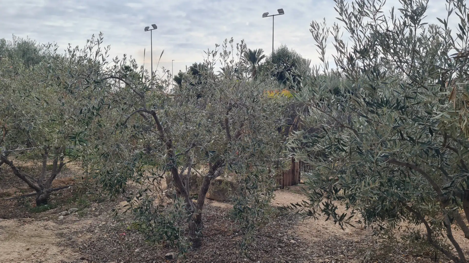 Casa o xalet en venda en Elche / Elx amb Jardí privat, Traster i Moblat