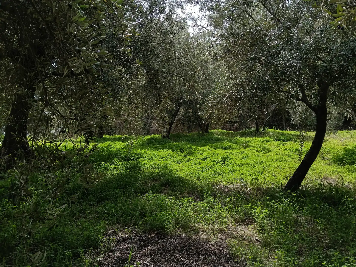 Terreni e lotti in vendita a Alpujarra de la Sierra, imagen 9