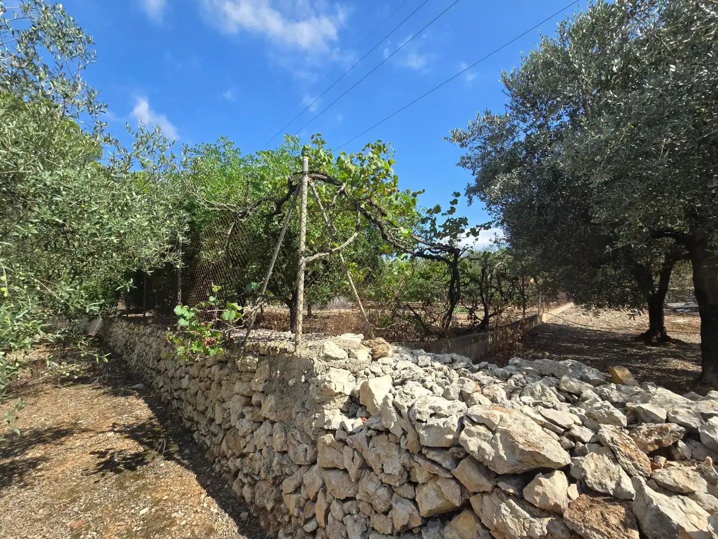 Finca rústica en venta en Freginals con Jardín privado