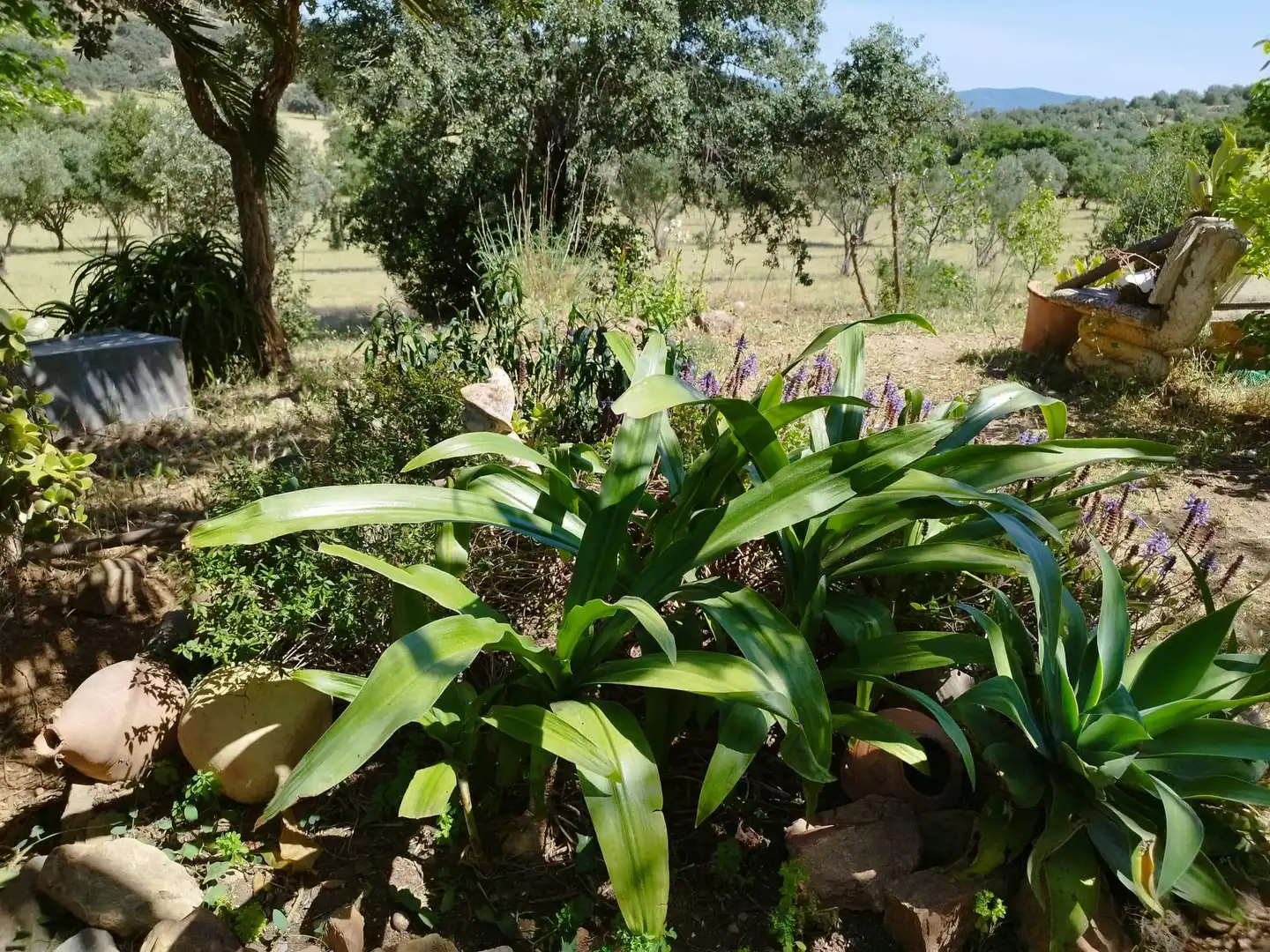 Jardí de Finca rústica en venda en Almadén de la Plata amb Jardí privat