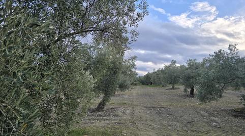 Foto 5 de Terreny en venda a La Roda de Andalucía, Sevilla