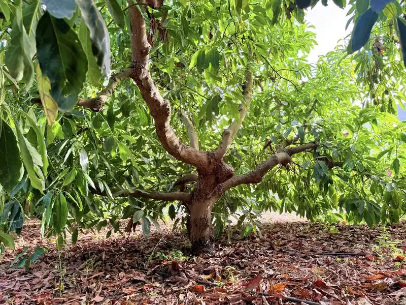 Jardí de Casa o xalet en venda en Benamocarra amb Jardí privat i Moblat