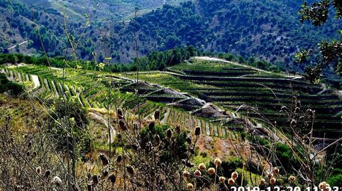 Foto 3 de Terreno en venta en Falset, Tarragona
