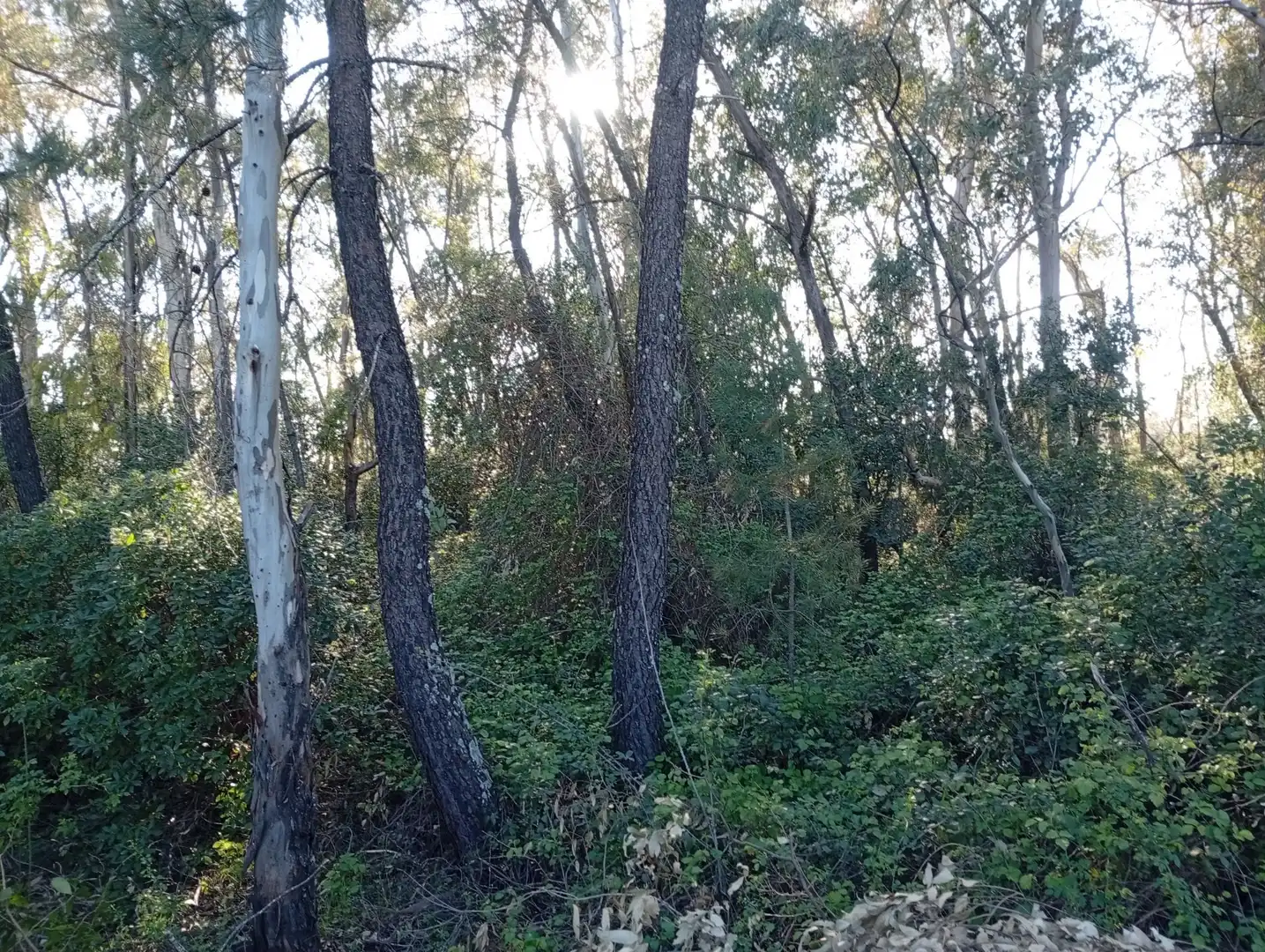 Terreni e lotti in vendita a Villanueva de la Vera, imagen 118