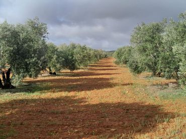 Terreni e lotti in vendita a Valdepeñas
