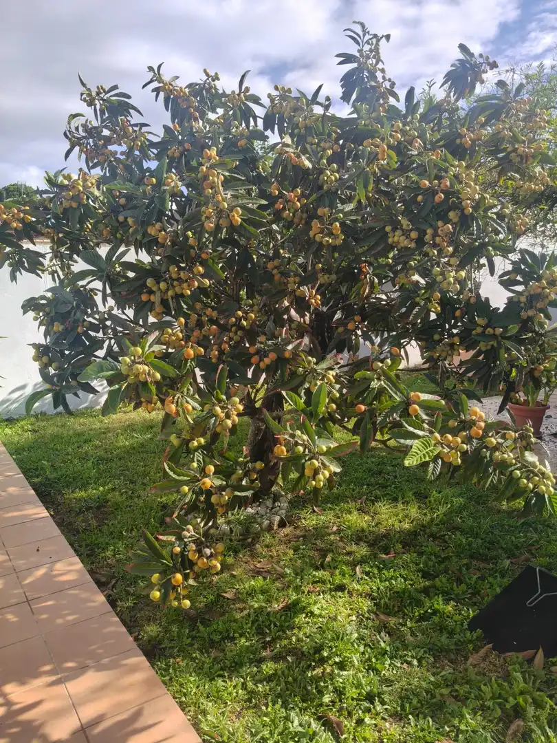 Garden of Houses for sale in Chiclana de la Frontera  with Air Conditioner, Swimming Pool and Alarm