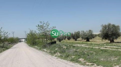 OLIVAR EN VENTA EN YELES, immagine 5
