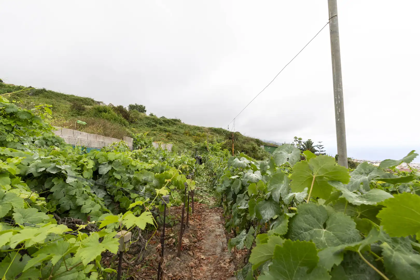 Finca rústica en venta en La Orotava con Jardín privado, Terraza y Trastero