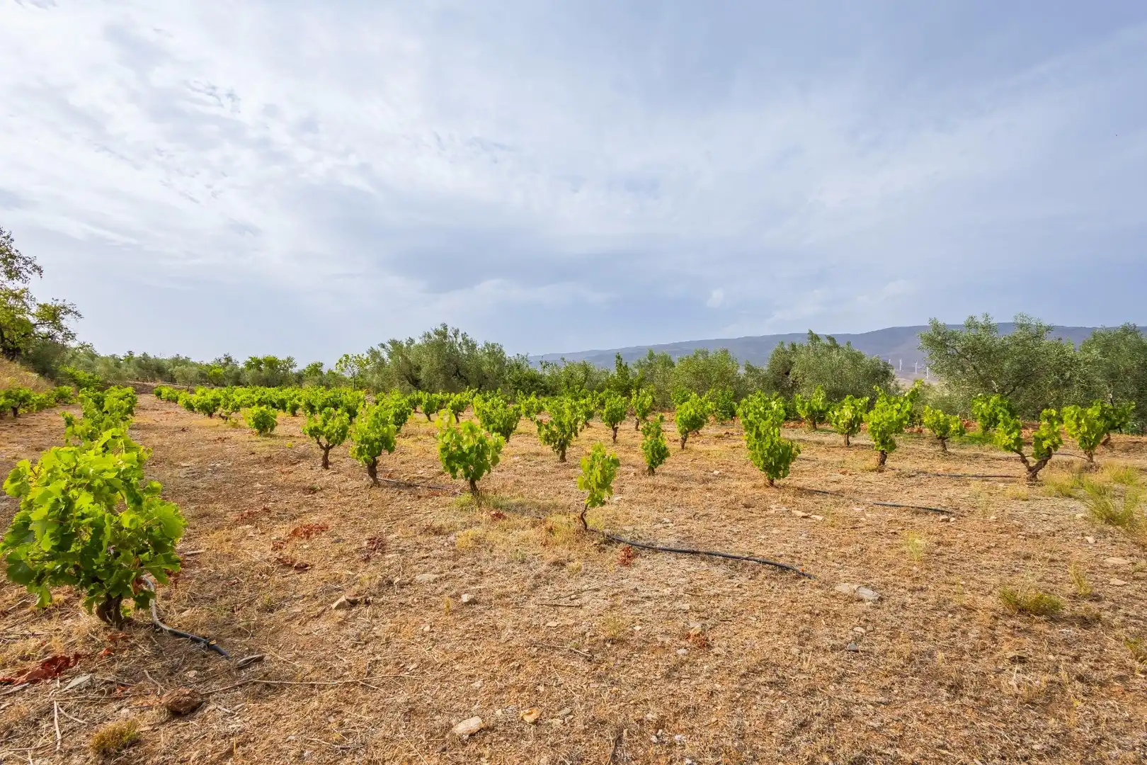 Country homes for sale in Abrucena  with Storage room
