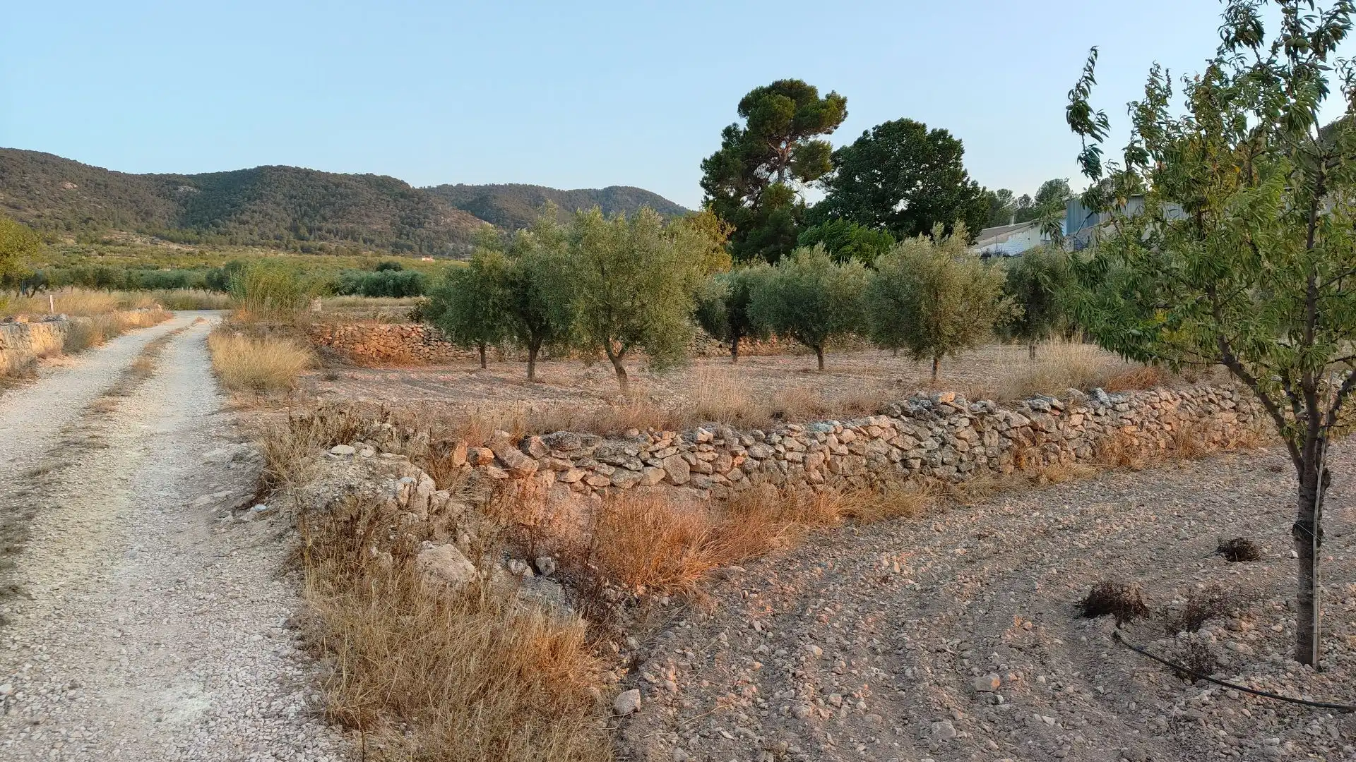 Lands and plots for sale in Abanilla, imagen 6