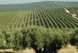 Terreni e lotti in vendita a Alcalá la Real