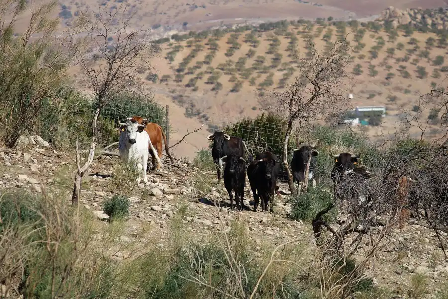 Rustikales Grundstück zum Verkauf in Álora, imagen 10