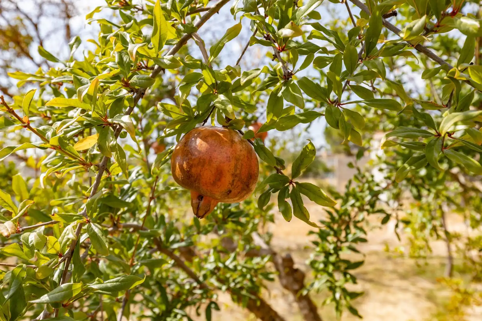 Jardí de Finca rústica en venda en Peligros