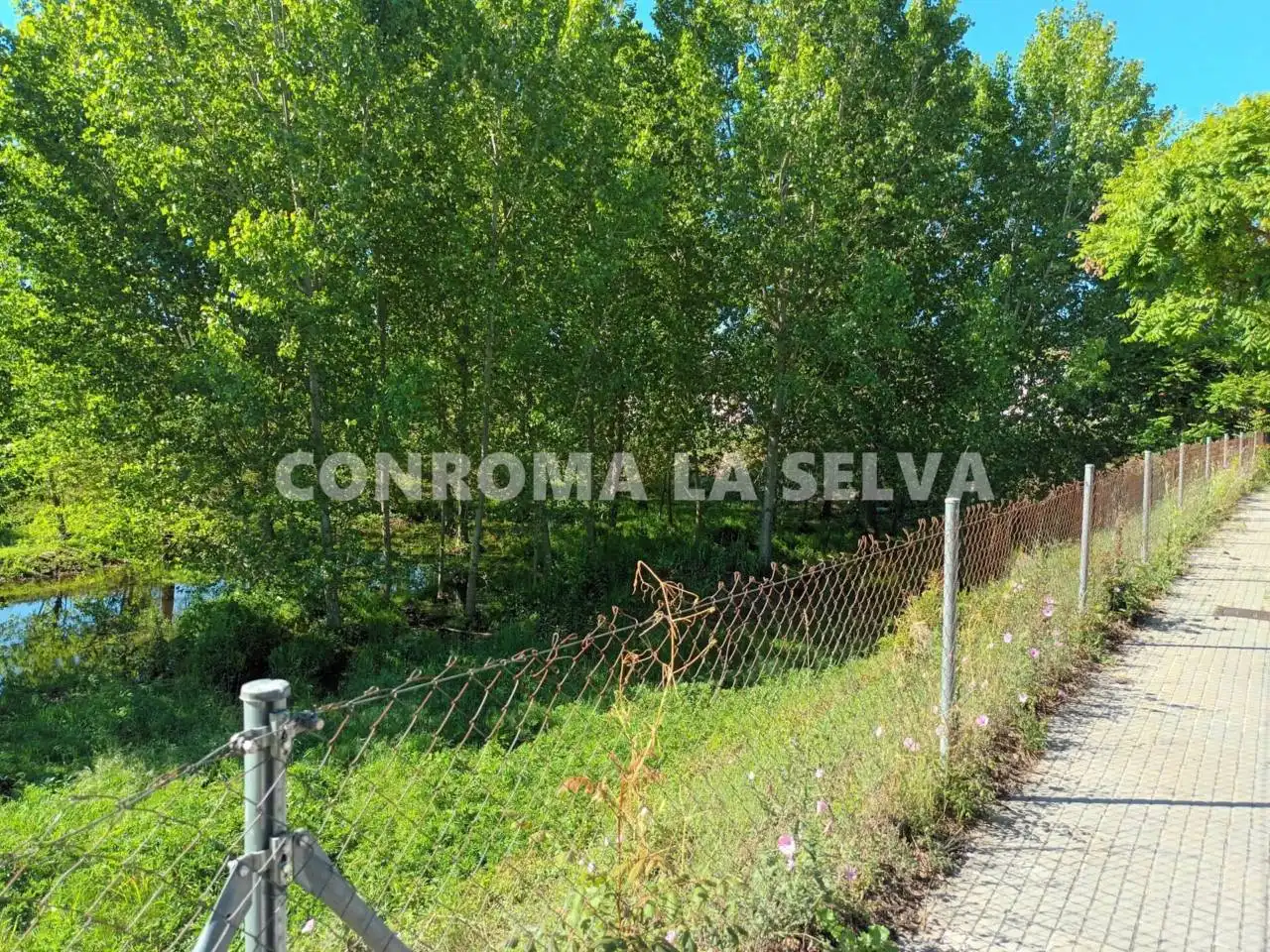 Terreny residencial en venda a Tordera pueblo, imagen 3