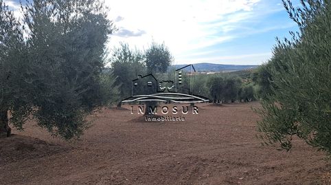 Finca de olivos de un pie en Monturque, immagine 2