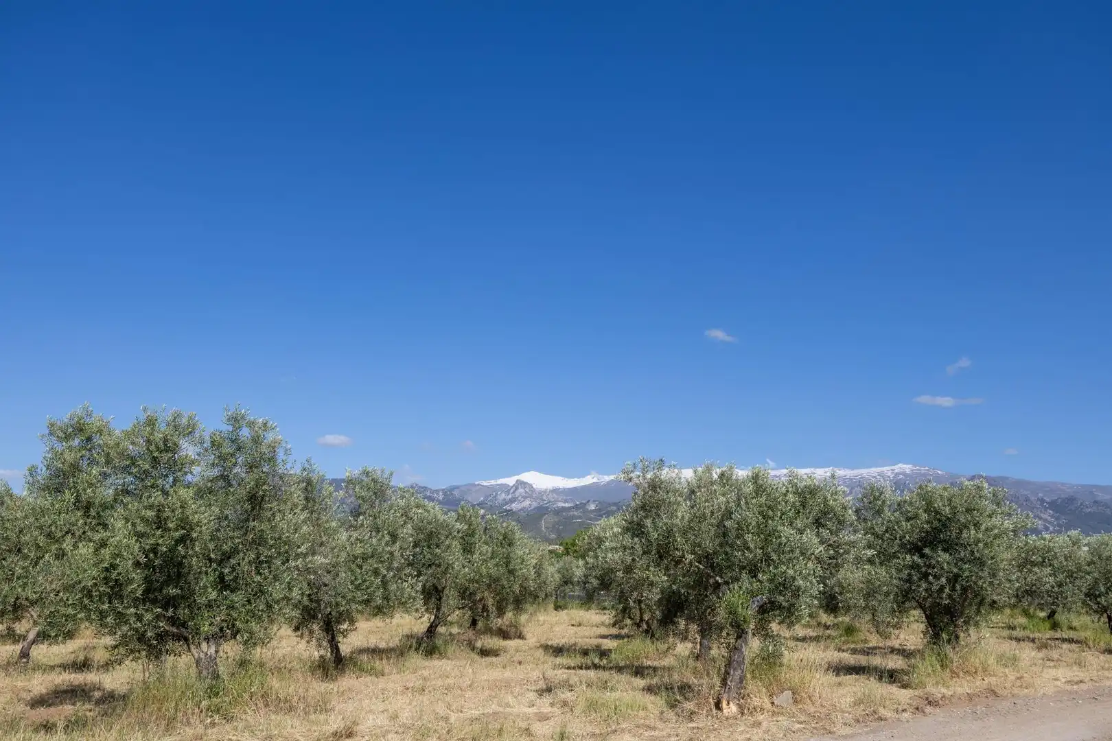 Rural land for sale in Polígono 3 Parcela 220 Arnique, imagen 2