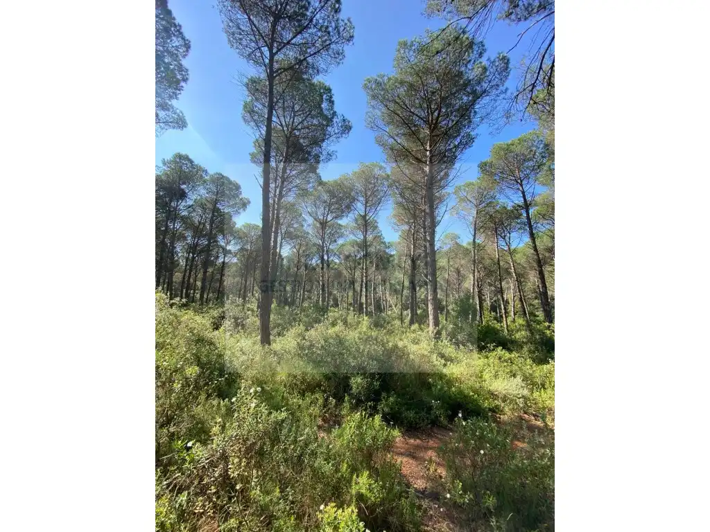 Land for sale in Pals