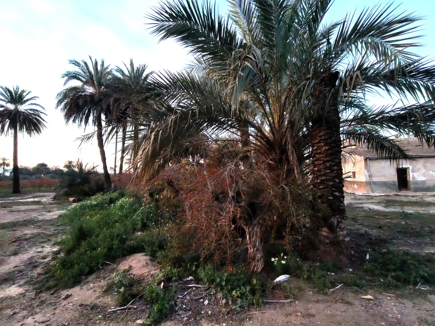 Jardí de Casa adosada en venda en Elche / Elx amb Jardí privat, Terrassa i Traster