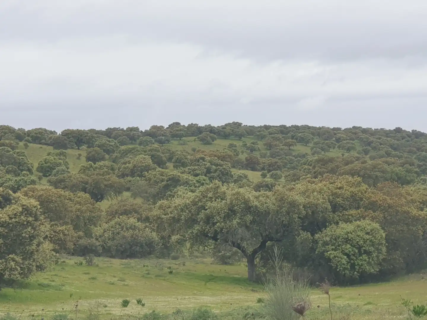 Terreni e lotti in vendita a Parque de la Constitución 5a, imagen 10