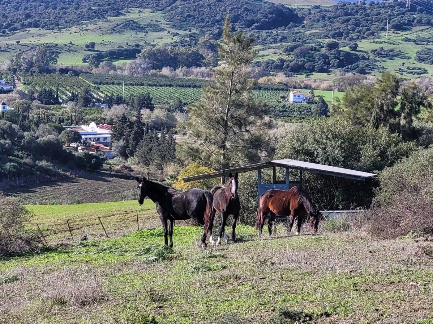 Casa o chalet en venta en Plaza Constitución, San Martín del Tesorillo
