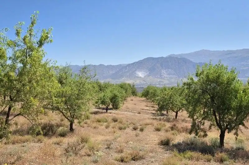 Terreny rústic en venda a Villamena, imagen 11