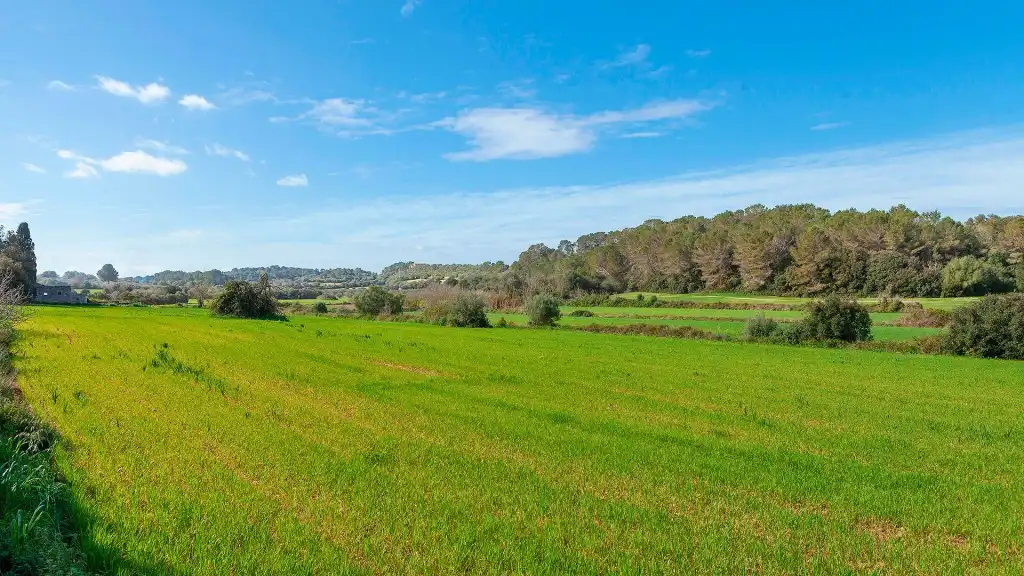 Rural land for sale in Muro, imagen 3