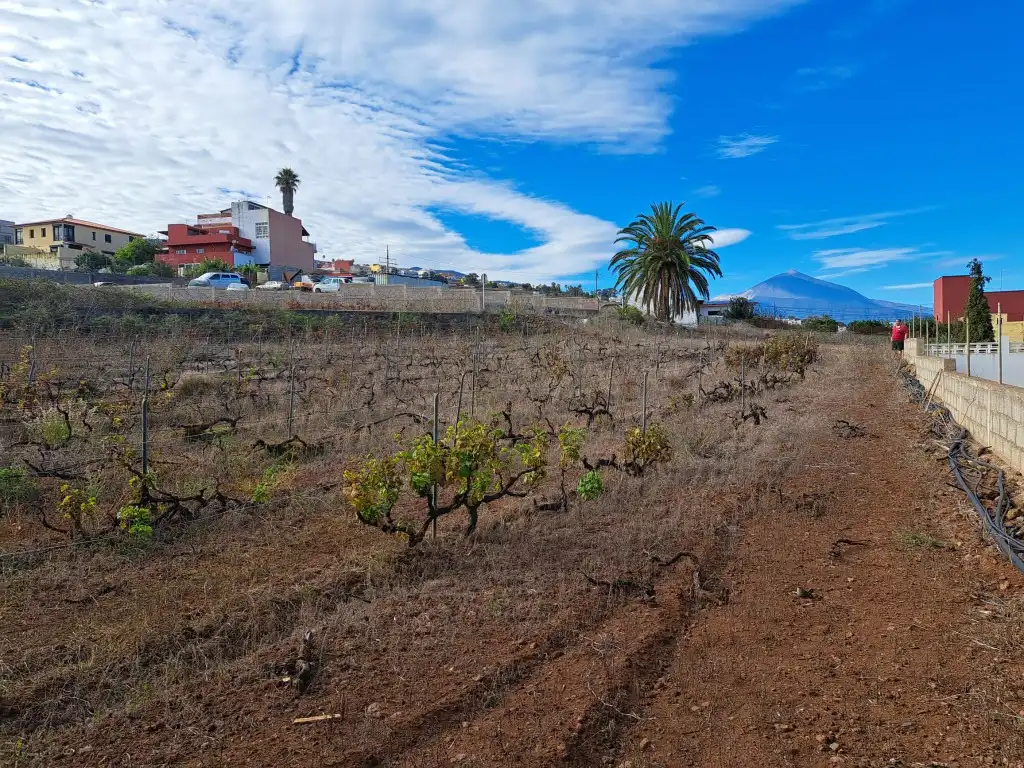 Rural land for sale in El Sauzal, imagen 5