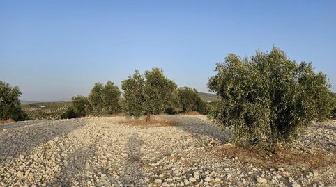 Finca de 16,68  hectáreas de secano con olivos jóvenes en Puente Piedra BAENA, immagine 3