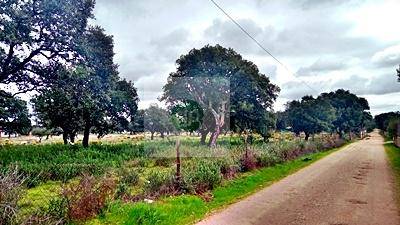 Terreno en Venta en La Codosera