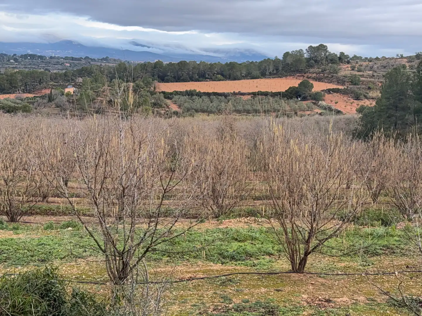 Terrain rustique à vendre à Carretera a la Maso 1G, imagen 4