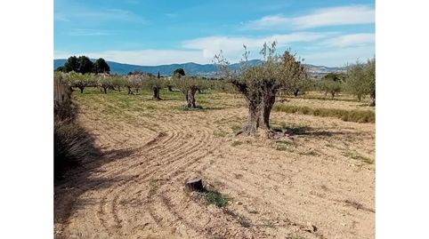TERRENO PARTIDA ELS PLANS EN IBI, immagine 5