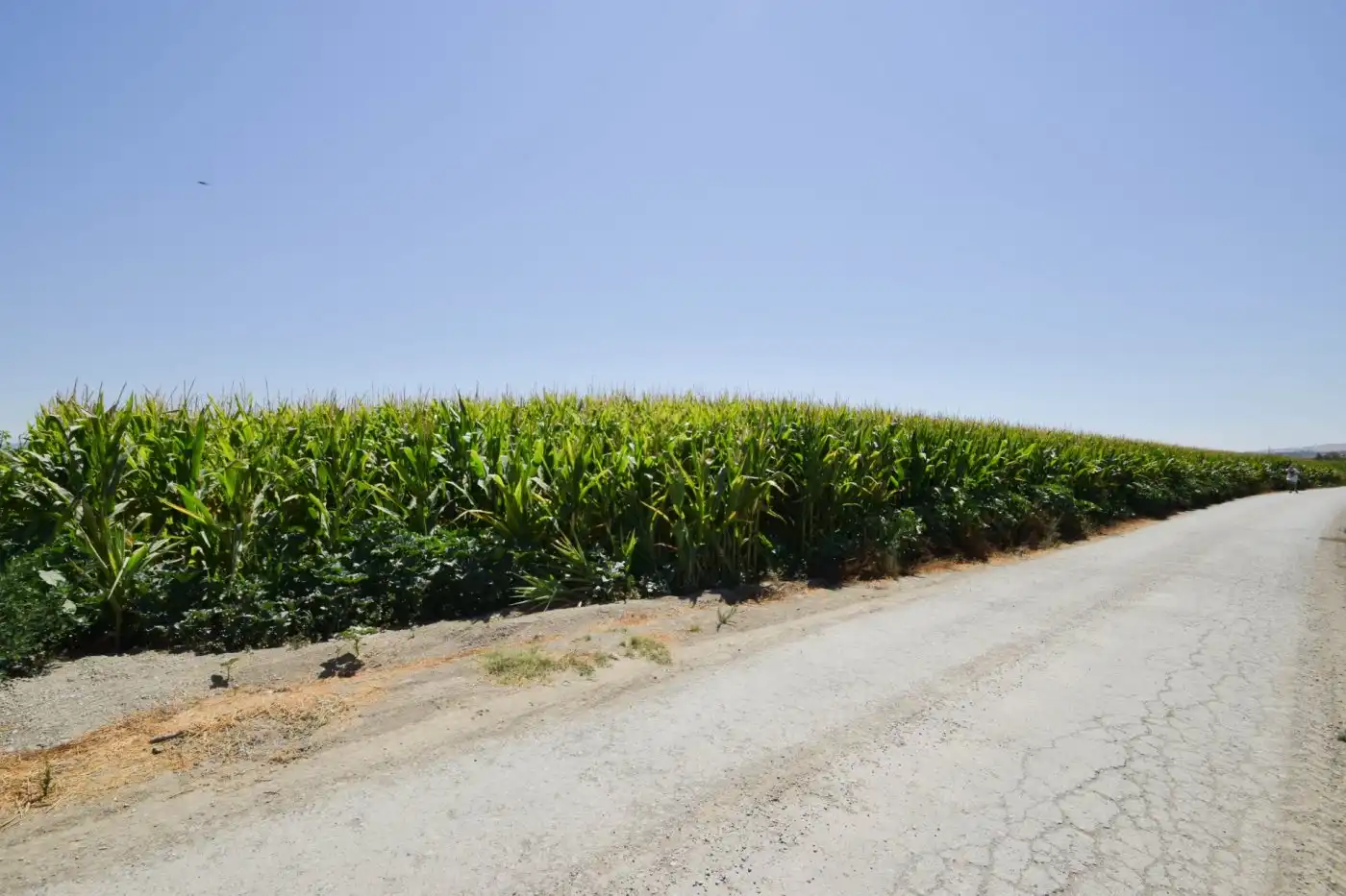 Rural land for sale in Camino PRADOS, imagen 4