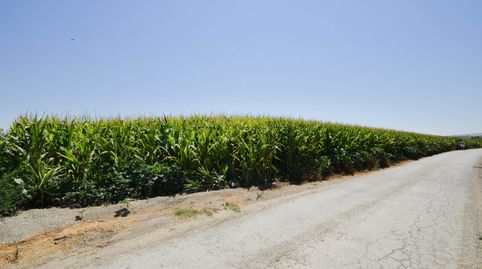 Foto 4 de Finca rústica en venta en Belicena, Vegas del Genil