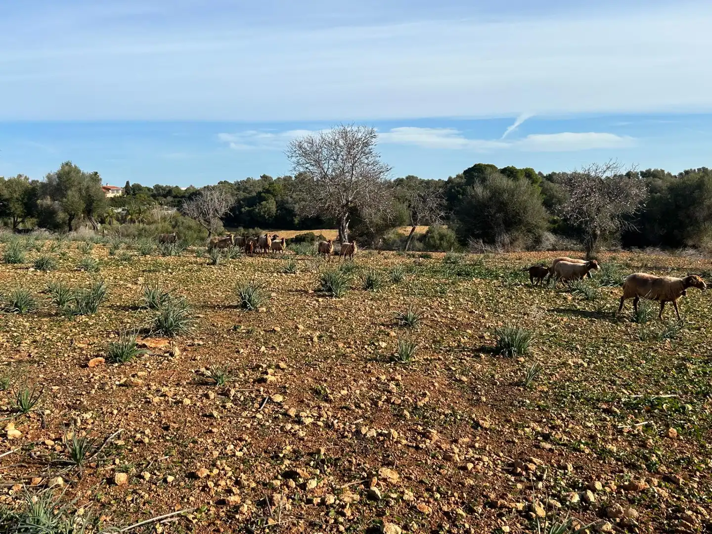 Country house zum Verkauf in Manacor
