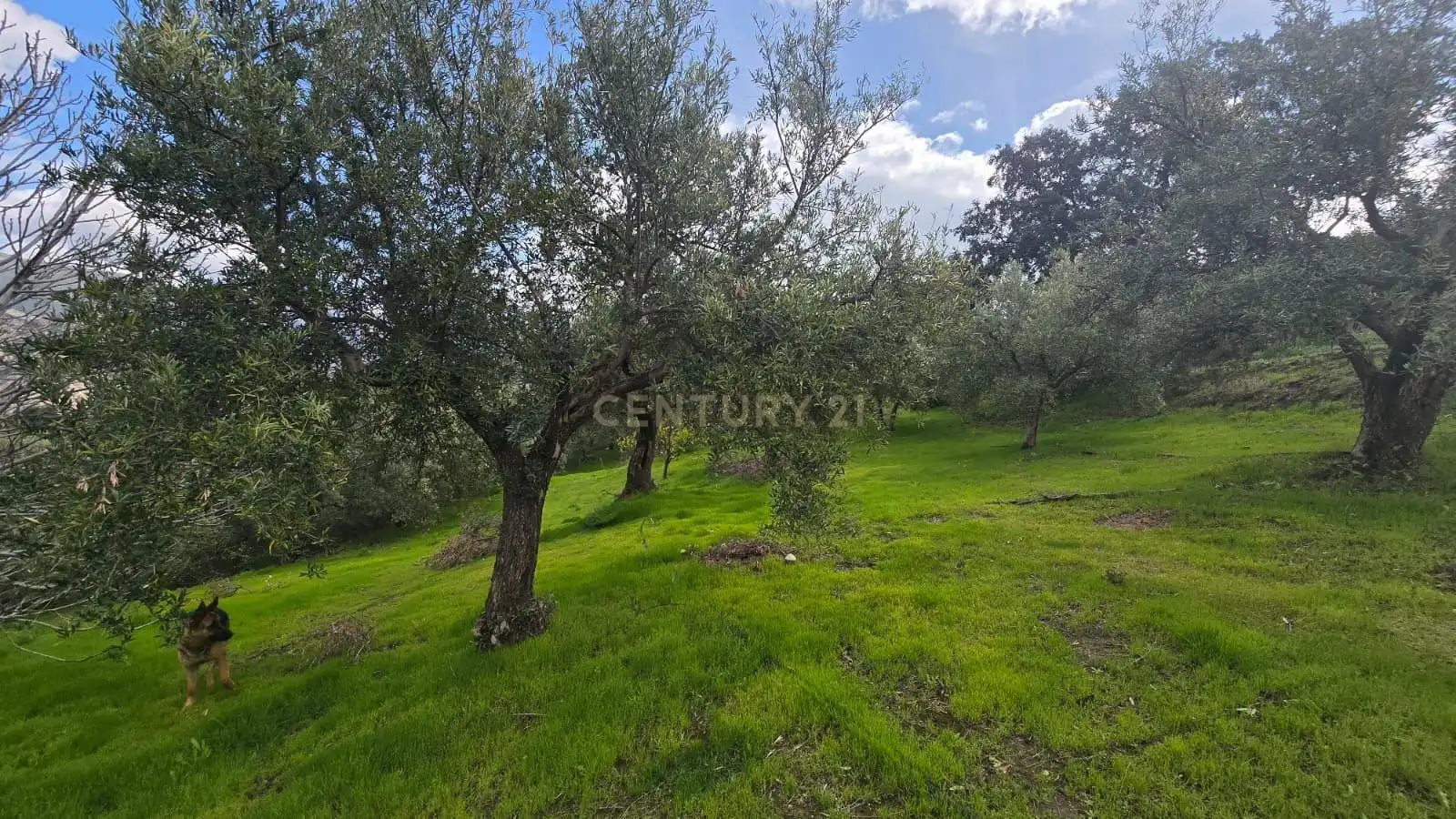 Terreno rustico in vendita a Polígono 11 Parcela 108 EL CERRILLAR. LOS GUAJARES (GRANADA), imagen 3