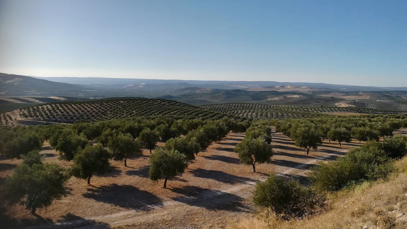 Exterior view of Land for sale in  Sevilla Capital