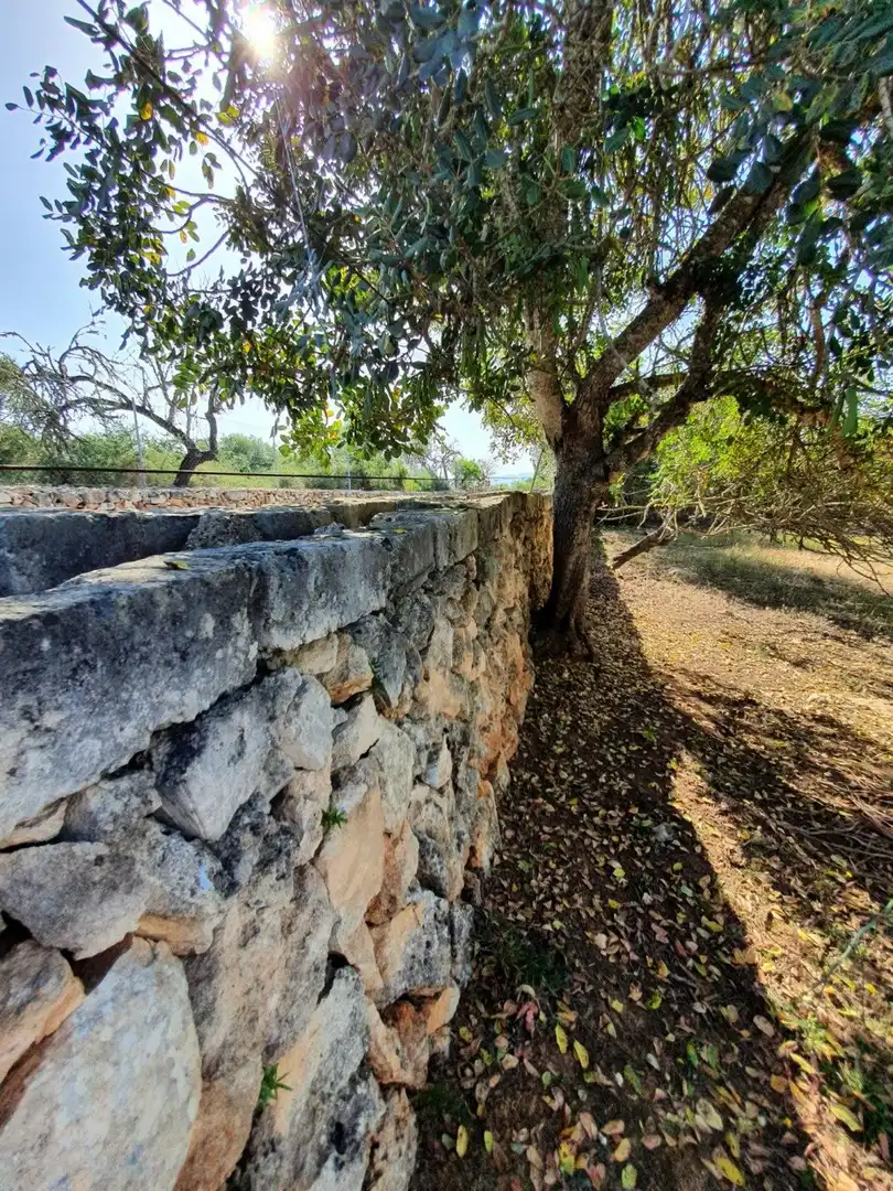 Vista exterior de Finca rústica en venda en Santa Margalida
