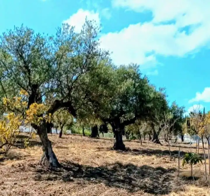 Terreni e lotti in vendita a Coín, imagen 11