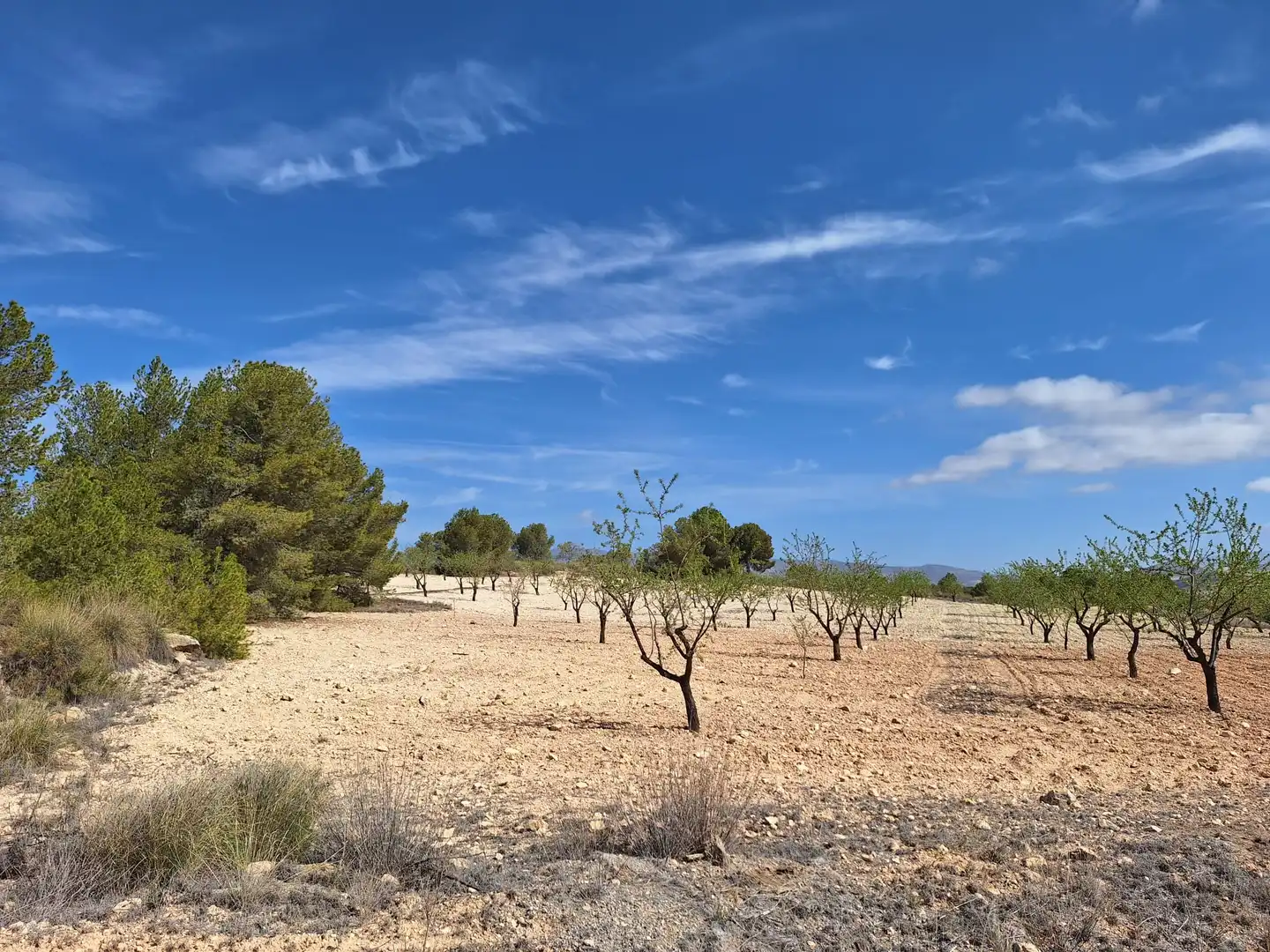 Terreny residencial en venda a Jumilla