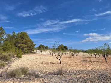 Terreny residencial en venda a Jumilla