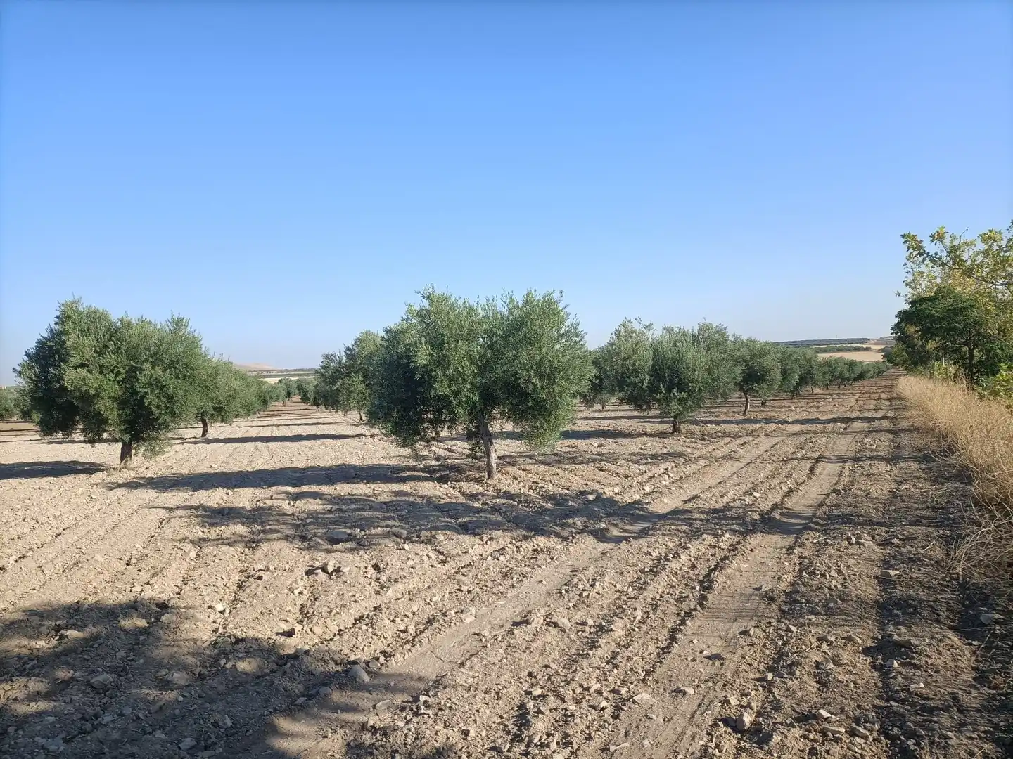 Terreno rustico in vendita a Nambroca, imagen 2