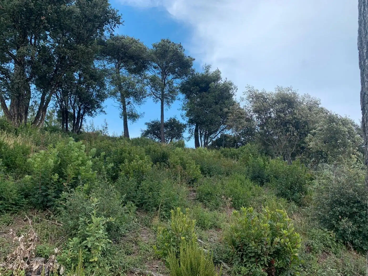 Residential land for sale in Palafolls