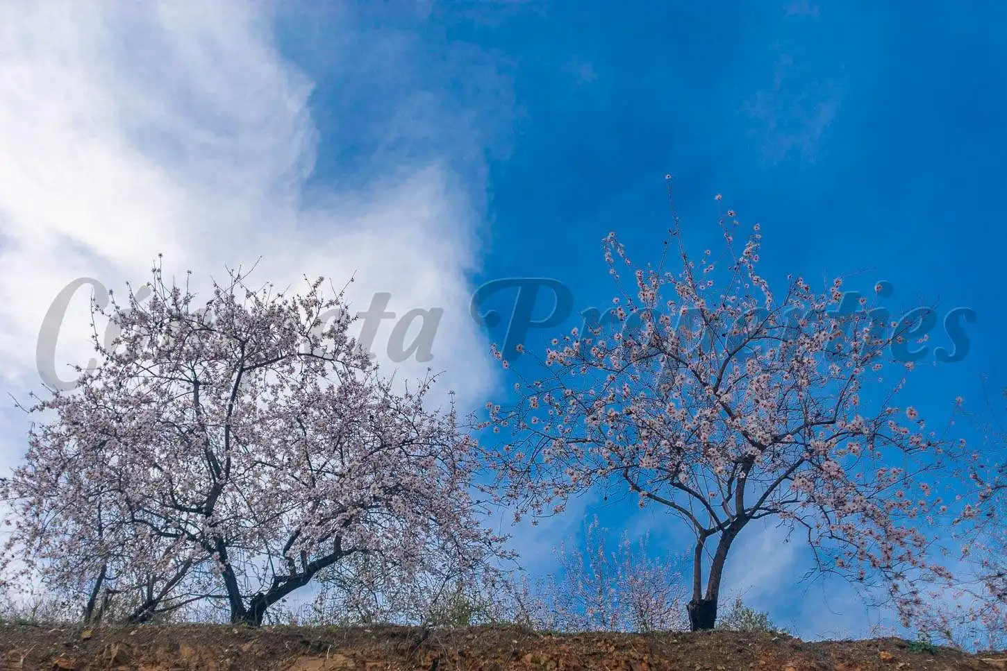 Terreno rustico in vendita a Árchez, imagen 16